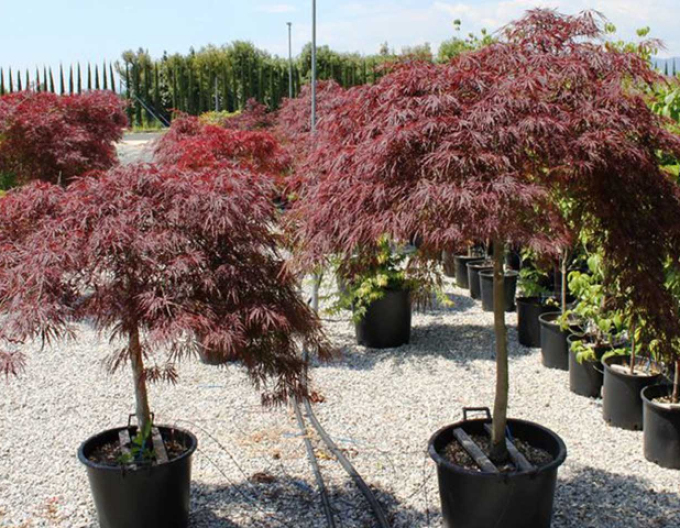 Javor dlaňovitolistý ´Garnet´ na kmienku 100cm