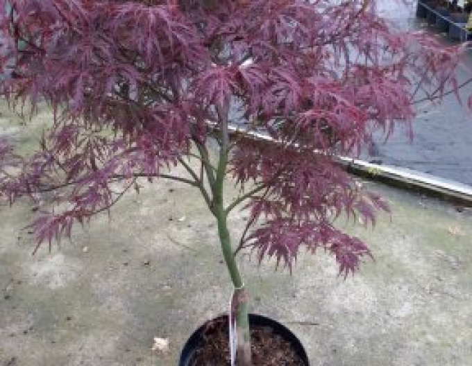 Javor dlaňovitolistý ´Garnet´ na kmienku 100cm