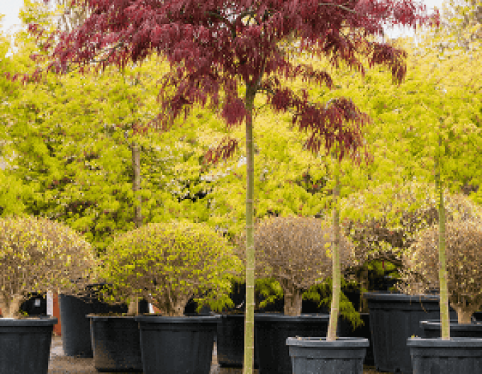 Javor dlaňovitolistý ´Garnet´ na kmienku 145cm