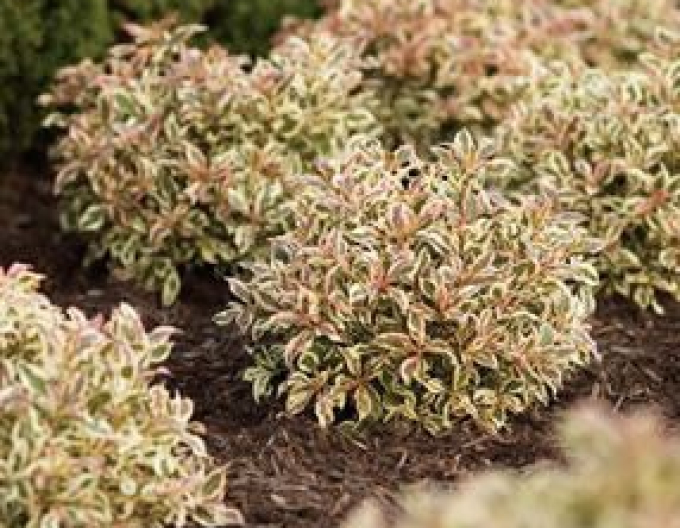 Vajgelia florida "Monet"