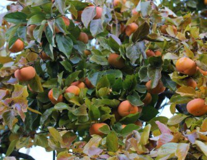 Hurmikaki ´Hanafujio´ na kmienku