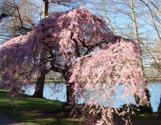 Višňa okrasná ´Pendula Rubra´ (Sakura)