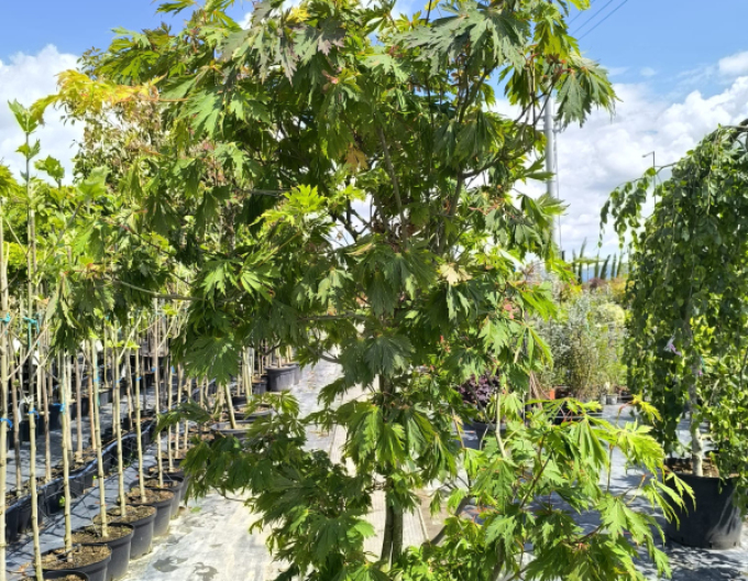 Javor japonský  ’Aconitifolium’