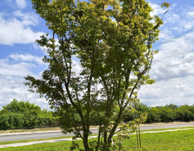 Javor dlaňovitolistý "Orange Dream"
