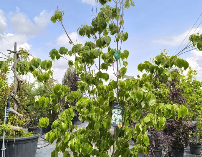 Drieň kousa China Girl