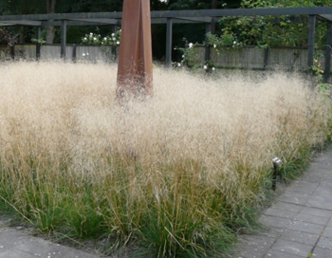 Metlica ’Goldschleier’ 2l