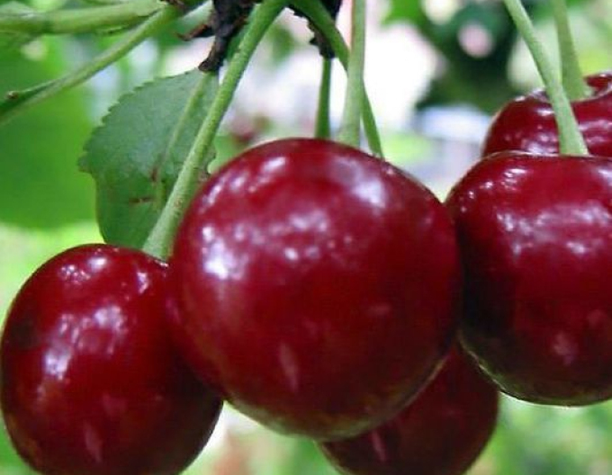 Višňa "Fanal" poloskorá