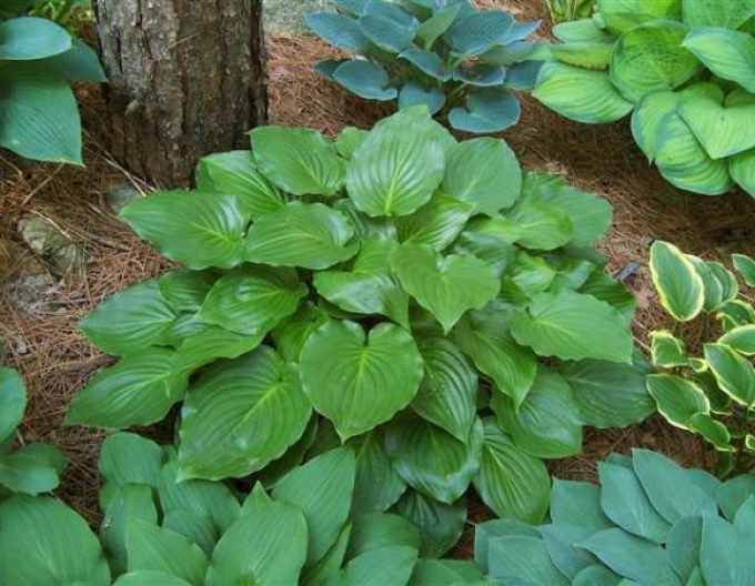 Hosta  ´Invincible´