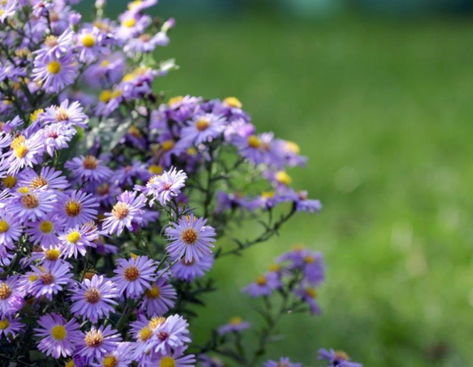 Astra ’Little Carlow’