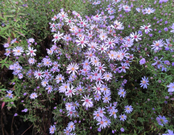 Astra ’Little Carlow’