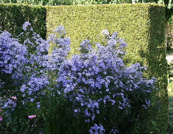 Astra ’Little Carlow’