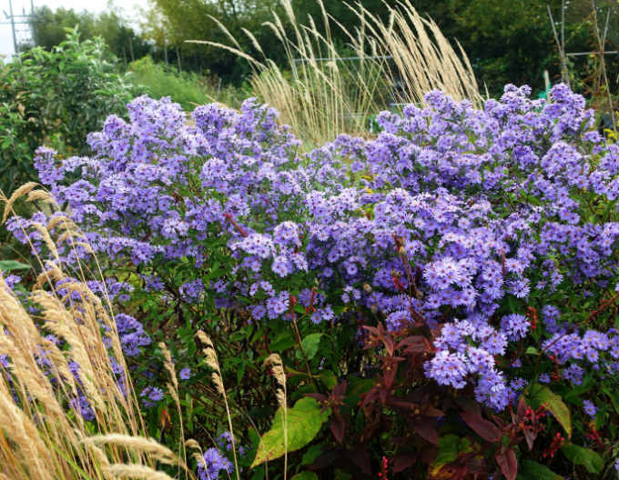 Astra ’Little Carlow’