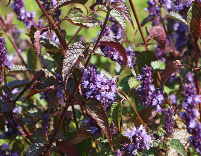 Agastache ´Little Adder´