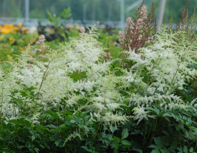 Astilba ’Brautschleier’