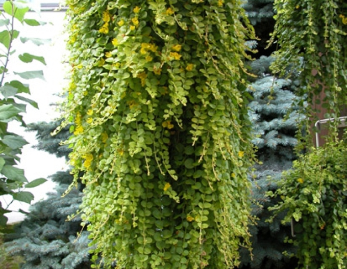 Čerkáč peniažtekový ´Aurea´