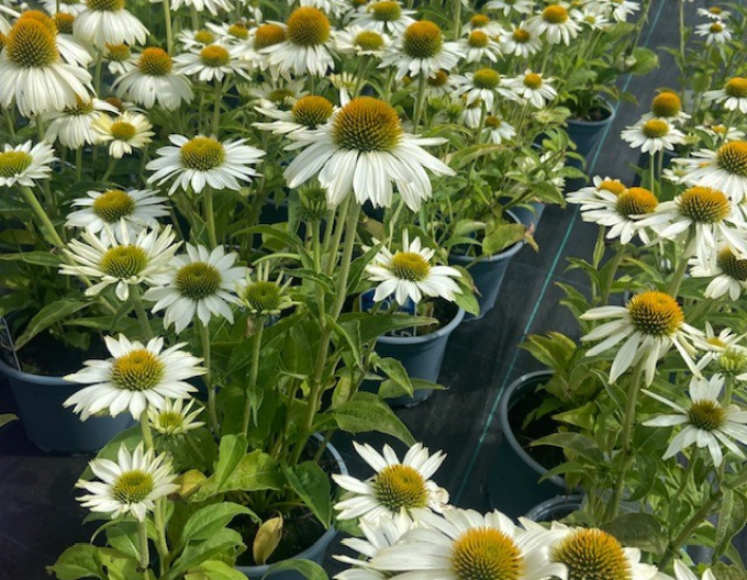 Echinacea ´Alba´