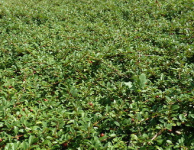 Skalník ’Eichholz’ 2l