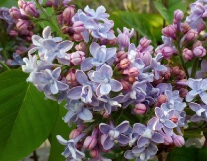 Orgován obyčajný Carpe Diem