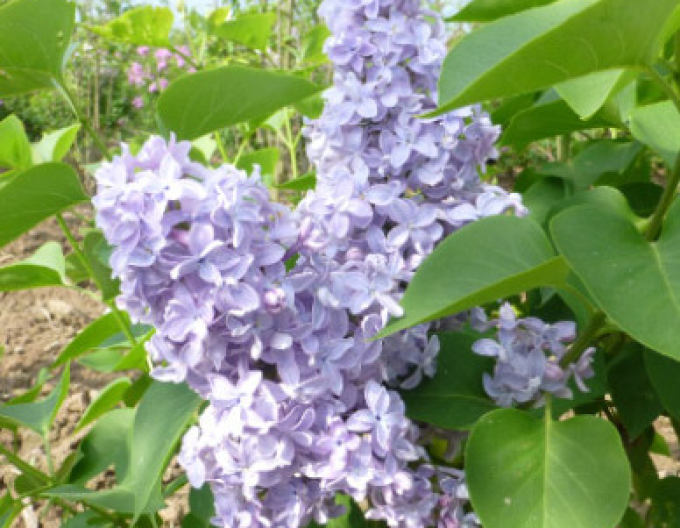 Orgován obyčajný Carpe Diem