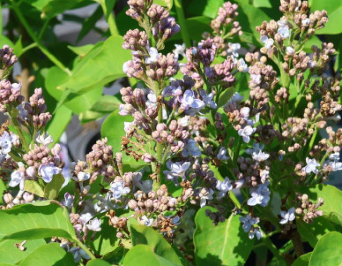 Orgován obyčajný Carpe Diem