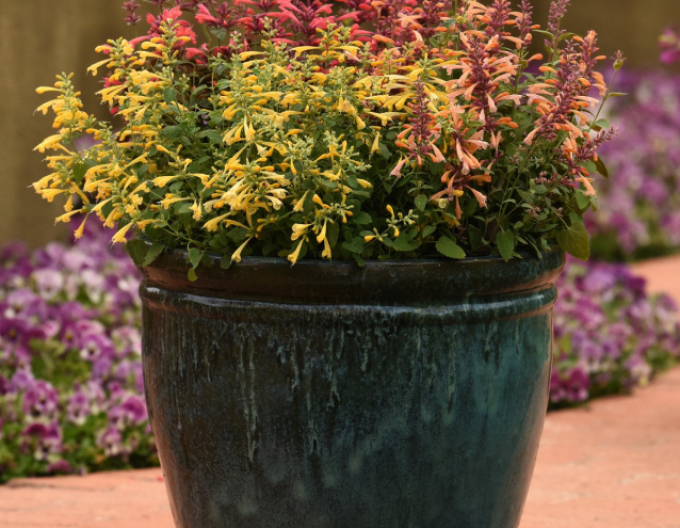 Agastache ´Summerlong  Lemon´