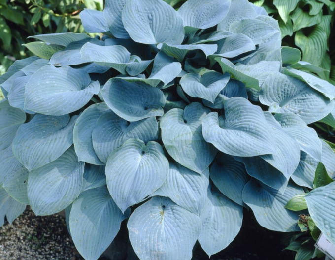 Hosta  ’Elegans’
