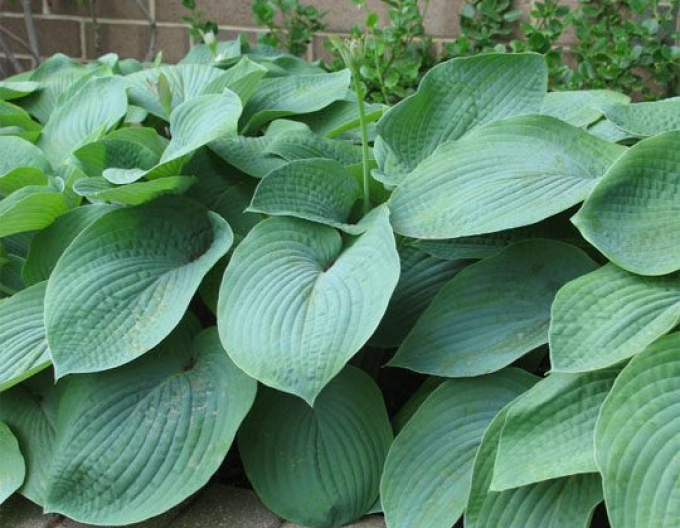 Hosta  ’Elegans’