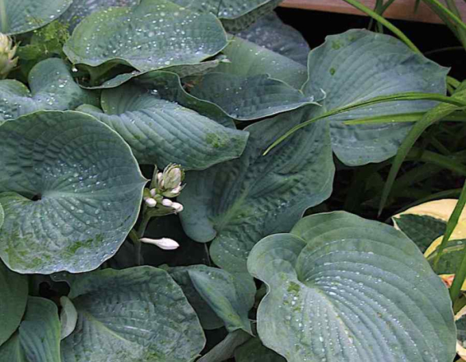 Hosta  ’Elegans’