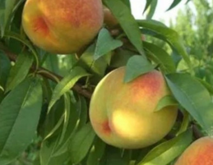 Broskyňa ´Baby Gold 6´ neskorá, podpn. GF677, kont. 5l