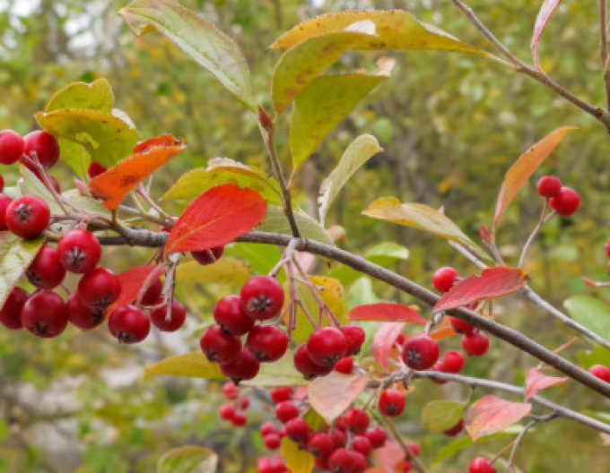 Jarabina ´Sladkoplodá Moravská´ Stromčeková, kont. 5l