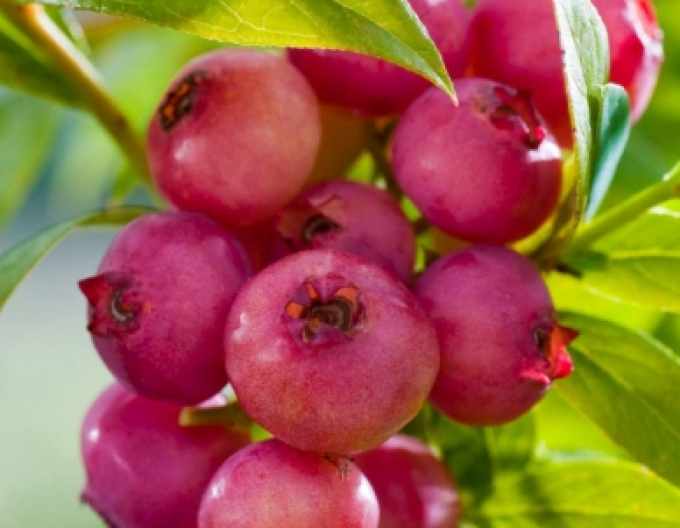 Čučoriedka kanadská ´Pink Lemonade´ 5l