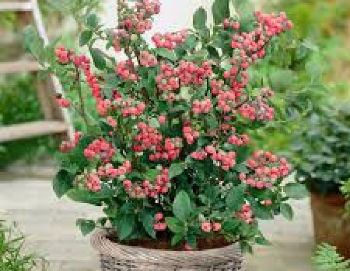 Čučoriedka kanadská ´Pink Lemonade´ 5l