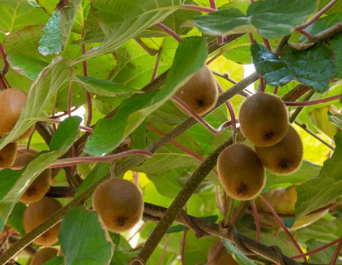 Kiwi samoopelivé ´Solissimo´