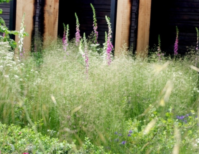 Metlica ’Bronzeschleier’