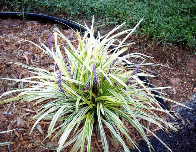 Liriopa modrincová ´Silver Dragon´