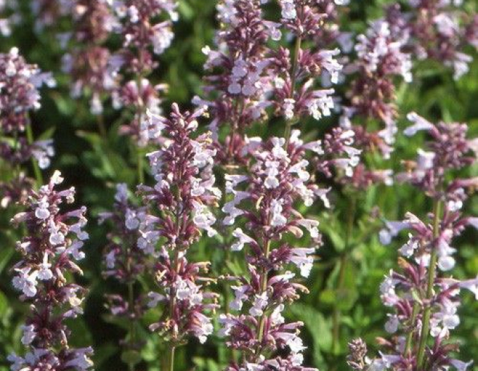 Kocúrnik ´Dawn to Dusk´