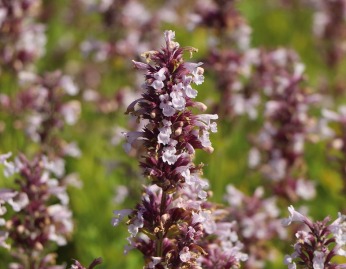 Kocúrnik ´Dawn to Dusk´
