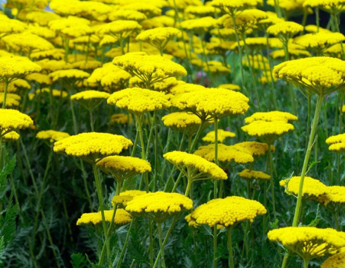 Rebríček  ´Skysail Yellow´