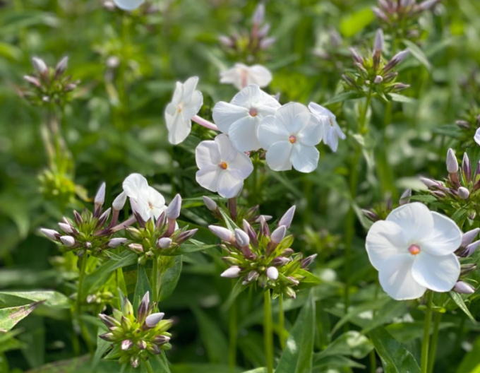 Flox metlinatý David