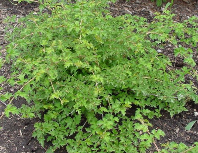 Korunkovec klavý ´Crispa´