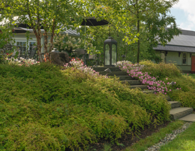 Korunkovec klavý ´Crispa´