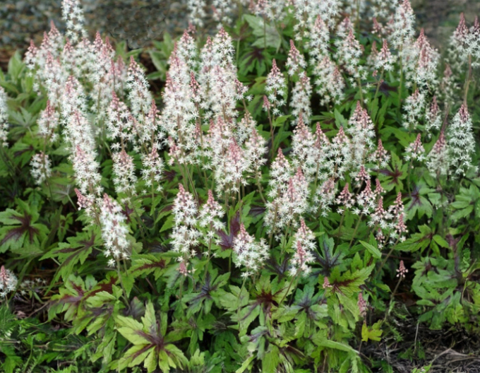 Mitrovnička srdcolistá