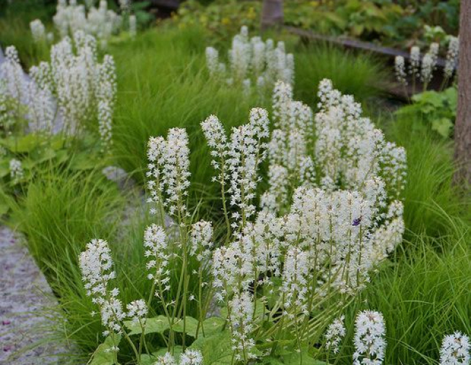 Mitrovnička srdcolistá