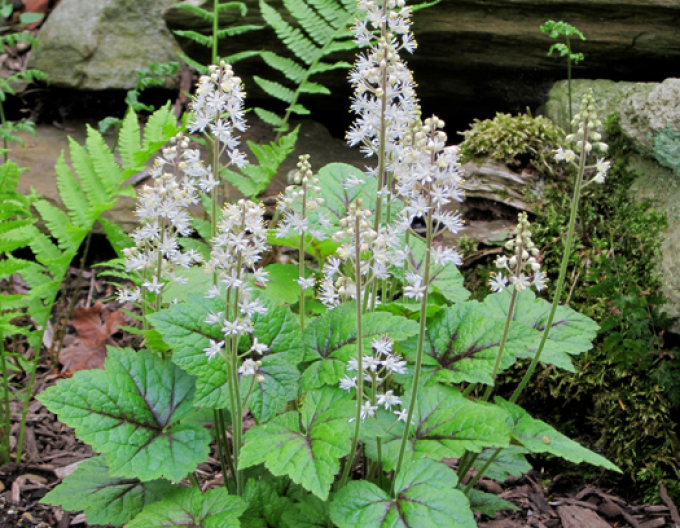 Mitrovnička srdcolistá