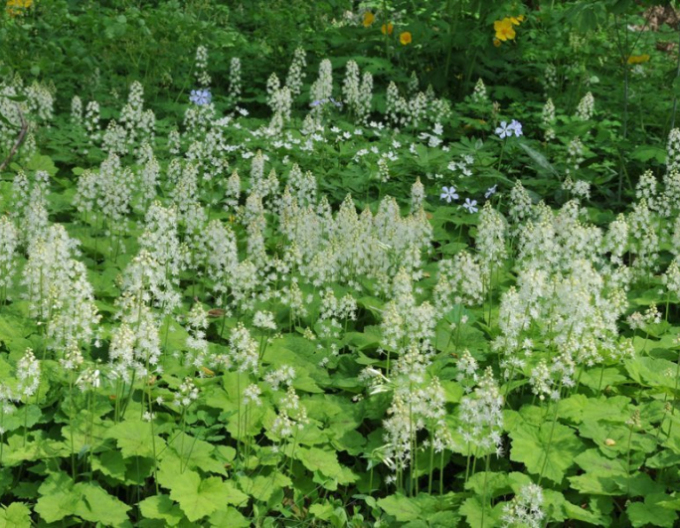 Mitrovnička srdcolistá