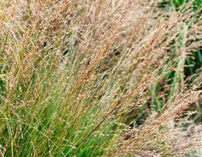 Bezkolenec ´Moorhexe´