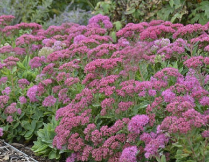 Rozchodník ´Carl´ 9x9