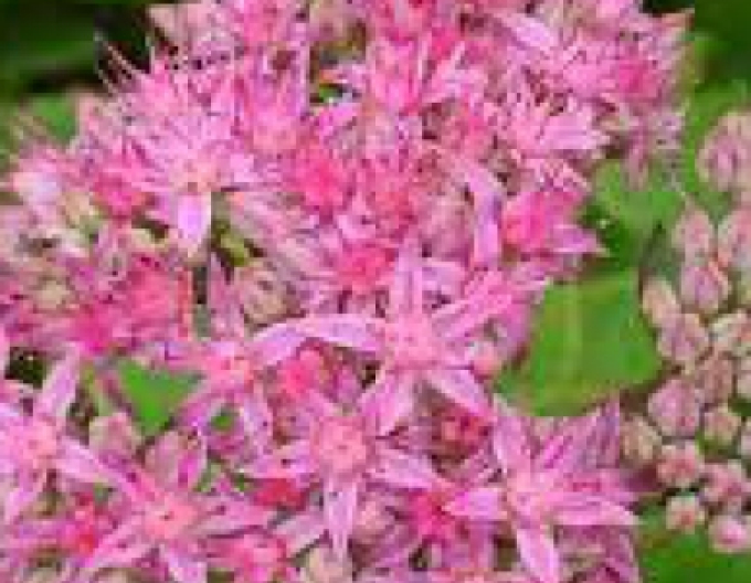 Rozchodník ´Carl´ 9x9