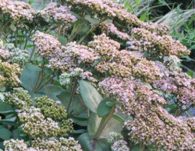 Rozchodník nádherný ’Matrona’ 9x9