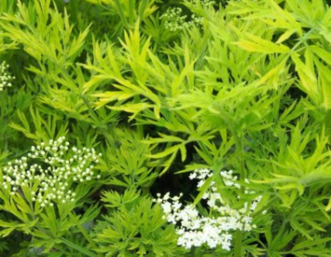 Baza čierna ´Golden Tower´